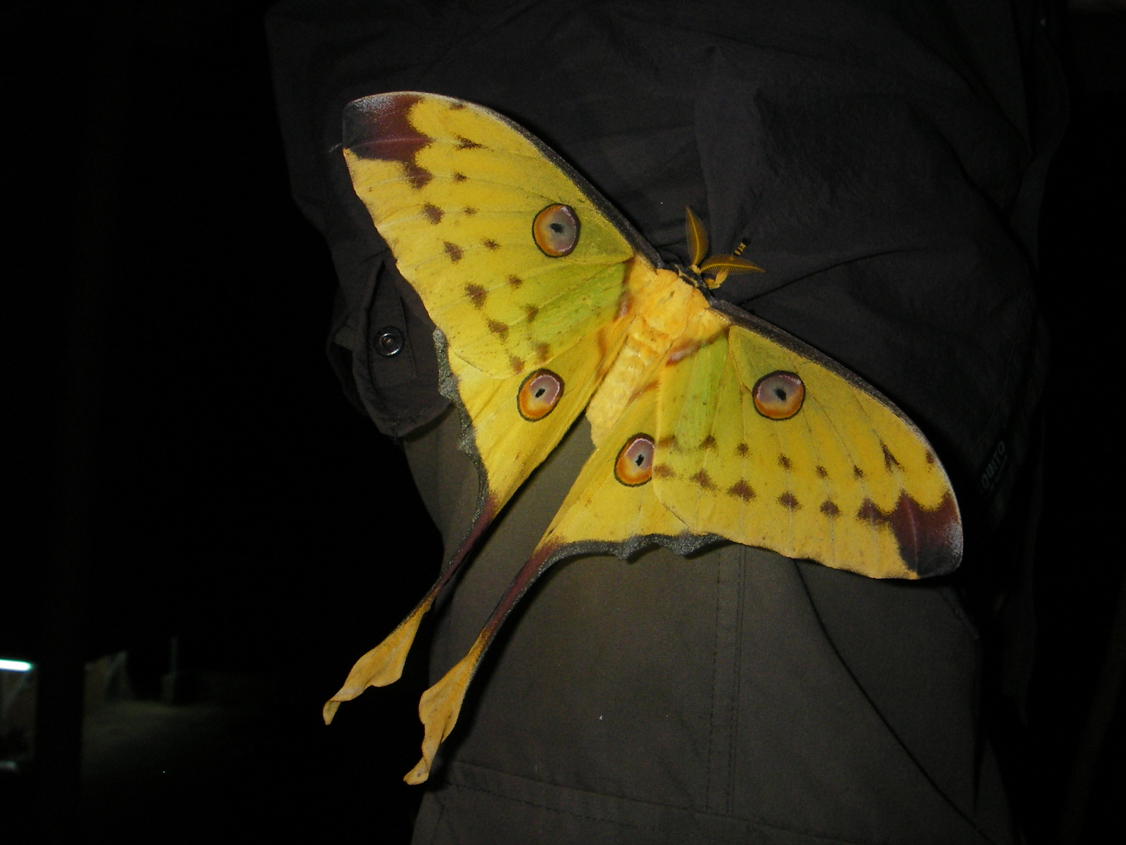 Papillon Argema mittrei